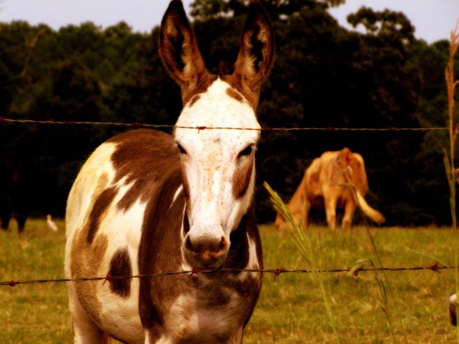 donkey-52295_1920.jpg